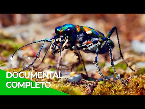 Natural Life: Courtship Behavior | Free Nature Documentary - Spanish