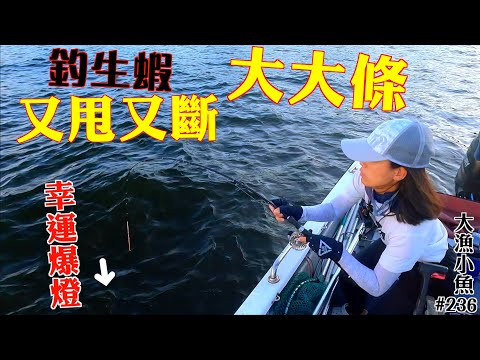 又甩又斷 蝦大魚都大 超密口 時令魚巨大化┃大漁小魚236┃中文字幕