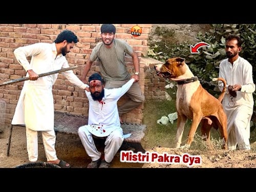 Bully Dog Badshah Ka Chor Pakra Gya🤬 Chor Software Update By Hammad Pet House