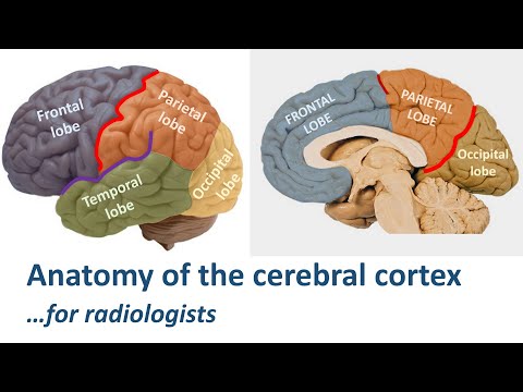 Radiological anatomy of the cerebral cortex... made easy.