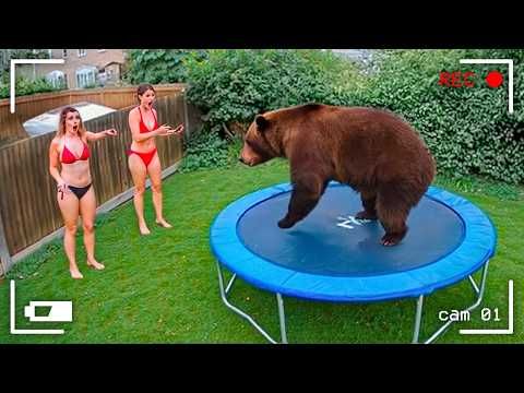 Опасные Животные Ведут Себя Дружелюбно на Камеру