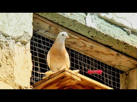 The Best Way to Disinfect Premises