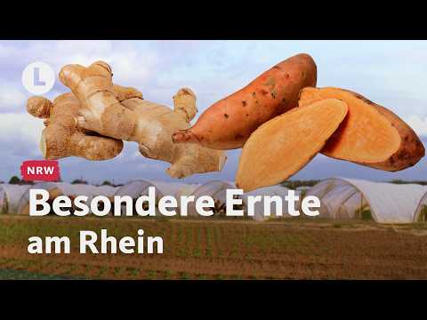 Ingwer & Süßkartoffel: Zwei Höfe wagen den Anbau | WDR Lokalzeit LandSchafft
