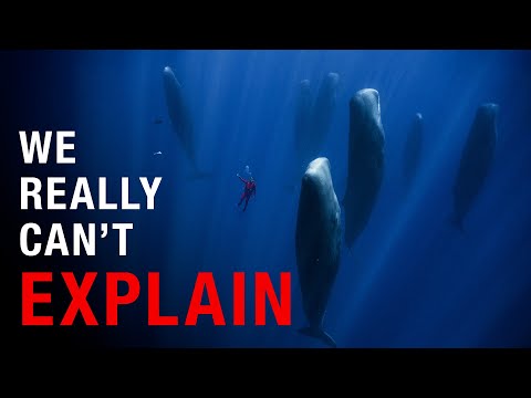 Nothing About Sperm Whales Is Normal… Here’s Why