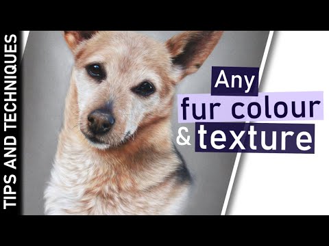 6 Top tips for drawing fur like a pro | With pastel pencils