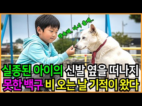 실종된 아이의 신발 옆을 떠나지 못한 백구, 비 오는 날 기적이 왔다