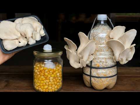 🍄How to Grow Mushrooms from Market Purchases