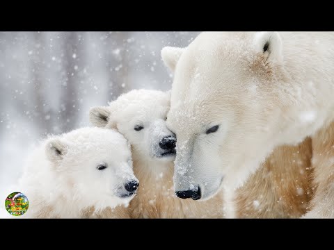 Сборник ЛУЧШИХ Мелодий от которых мурашки по телу! Падал Падал белый снег - Красивая Мелодия До Слез