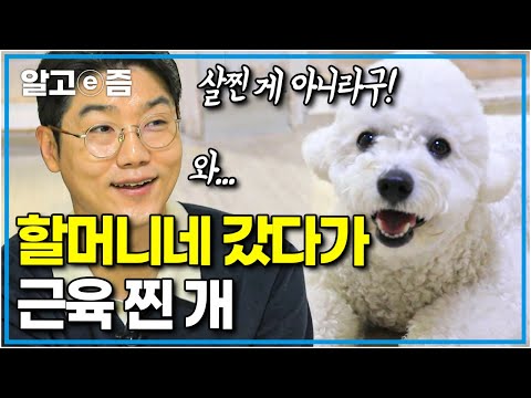 “지금까지 본 개 중 최고” 살찐 건 줄 알았는데, 근육이었다?! 할머니네서 벌크업한 개|세상에 나쁜 개는 없다|알고e즘