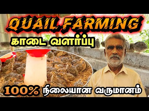 குறைந்த முதலீட்டில் நிலையான வருமானம் தரும் காடை வளர்ப்பு | Quail farming | low investment #farming
