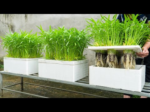 Recycle Styrofoam Boxes to Grow Water Spinach, Growing Water Spinach at Home is Surprisingly Easy