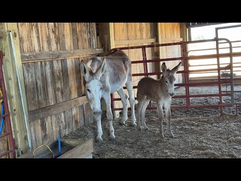 Raising Donkey Jacks