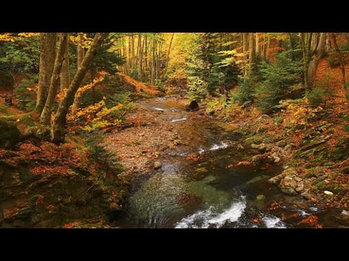 Autumn Stream - Peaceful Forest River in Fall Foliage - Relaxing Water Sounds & Autumn Ambiance