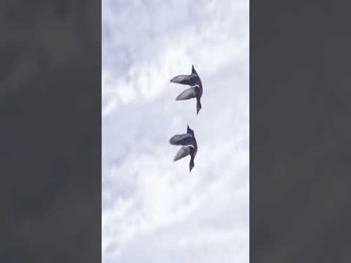 Some of my favorite moments filming my new YouTube video. #wildlife