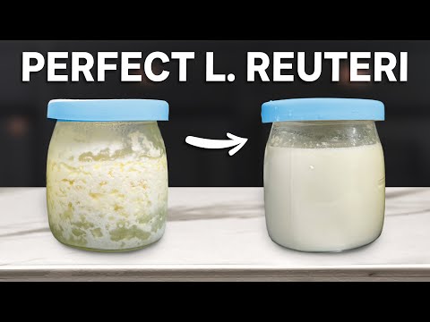Making Perfect L. Reuteri Yogurt Every Time!