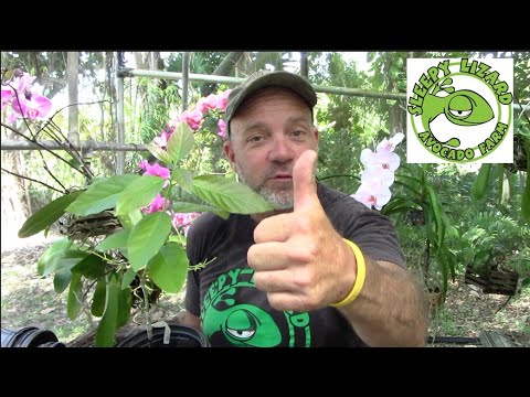 4 Tips to Get More Avocados From Your Avocado Tree