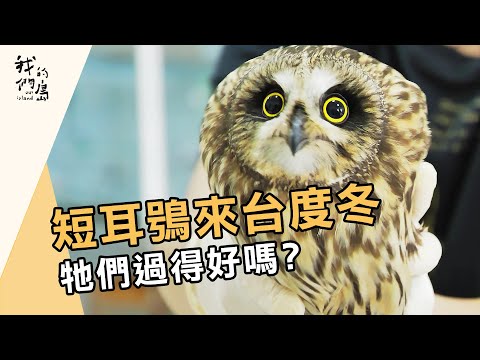 短耳鴞的來台旅程|八千公里的遷徙之路(我們的島 第1198集 2023-03-27)