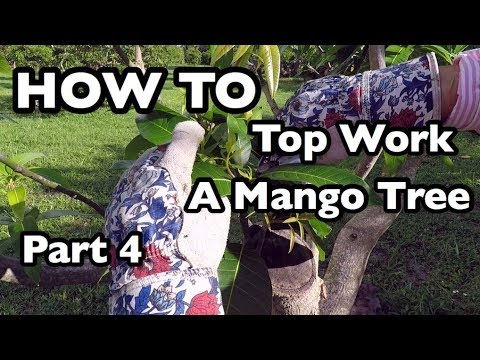 How to Top Work a Mango Tree- Part 4