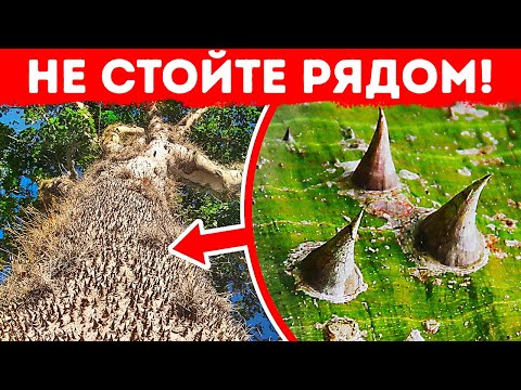 Если увидите это колючее дерево, немедленно уходите!