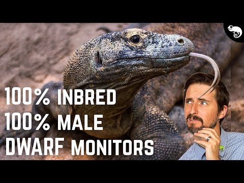 Komodo Dragons Aren't Giants, They're Dwarfs!