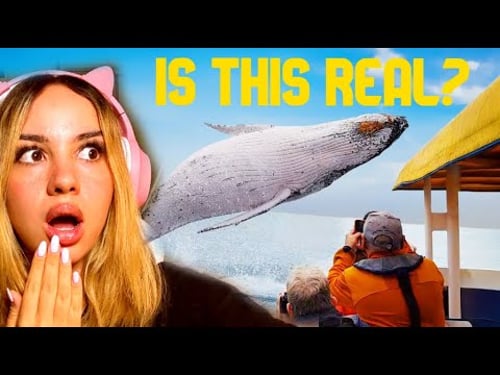 Finnish Girl Reacts to Craziest Animal Encounters of All Time