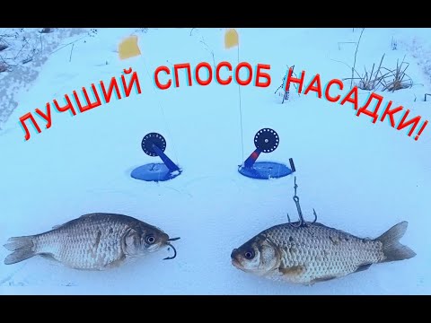 ЛУЧШИЙ СПОСОБ НАСАДКИ ЖИВЦА!!! РЫБАЛКА НА ЖЕРЛИЦЫ!