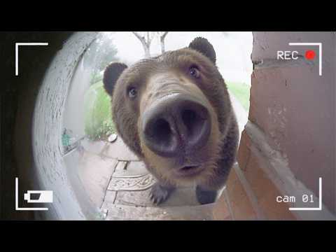 Secret Life of Pets Caught on Camera