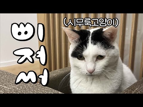 고양이도 집사에게 삐질까? (feat. 수의사)