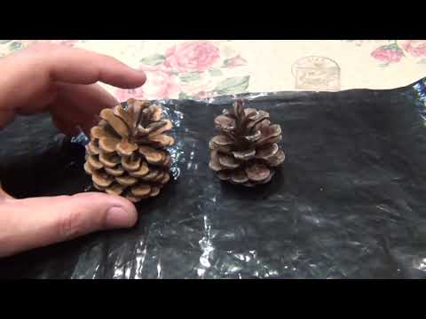 Мох в шишках. Акваферма.