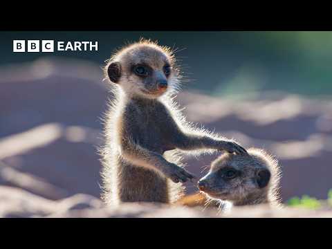 What Happens When You Give Animals A Camera? | BBC Earth