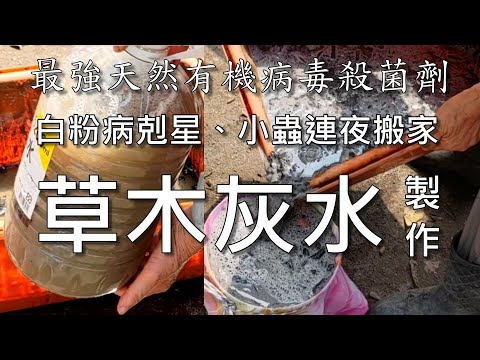最強天然有機殺菌劑白粉病剋星"草木灰水"連小蟲也怕它
