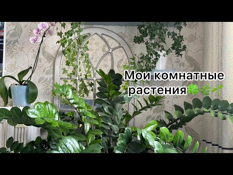 Для любителей рубрики «Мои комнатные растения» 🪴
