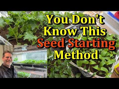 The Foil Tray Seed Seed Starting Method for Tomato, Pepper, & Other Transplants (Save Space & Money)