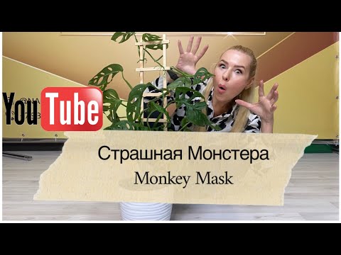 Пересадка Монстеры Адансона (Манки Маск)