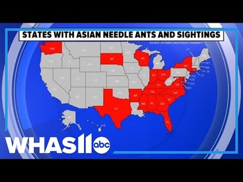 This potentially dangerous invasive species is spreading across America