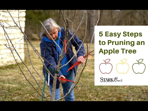 Pruning An Apple Tree in 5 Easy Steps