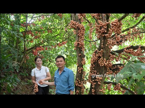 Picking woody grapes on the mountain with Mai. Robert | Green forest life