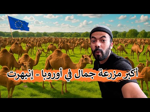 أكبر مزرعة إبل في أوروبا - إنبهرت
