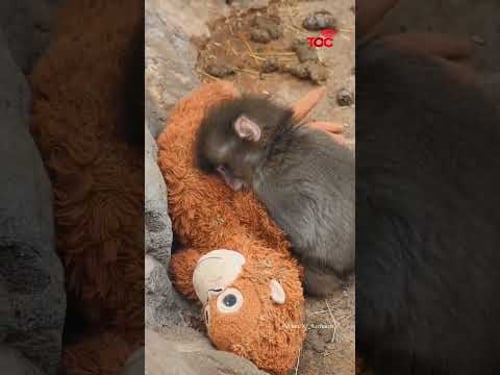 Six-month-old macaque at Ichikawa zoo goes viral for cuddling plush “mother”