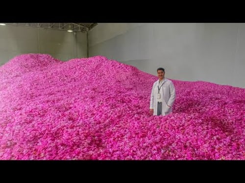 1 MILLION ROSES EVERY DAY! Production of Essential oil from Rose Petals
