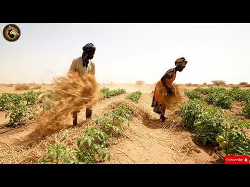 Shock: They Tried Growing Tomatoes in the Sahel Desert — The Results Will Amaze You