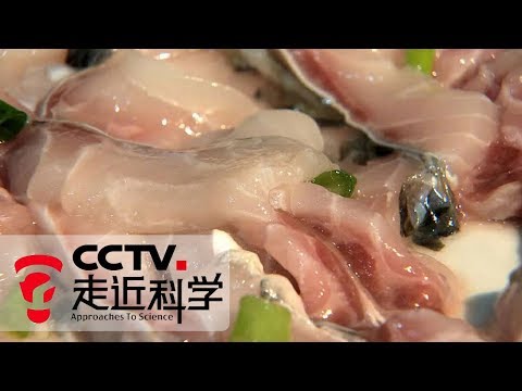 《走近科学》 不换水的鱼塘:脆肉鲩到底是啥鱼?20190521 | CCTV走近科学官方频道