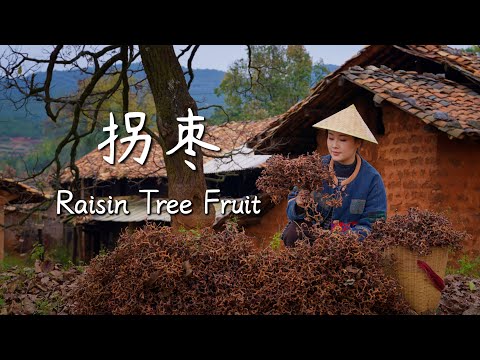 Raisin Tree Fruit — One of the Oldest Fruits on the Eastern Lands【滇西小哥】
