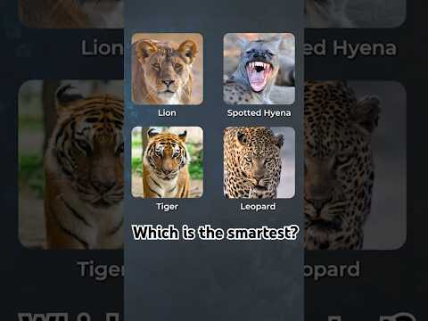 Which is smartest - Lion, Hyena, Leopard, or Tiger?