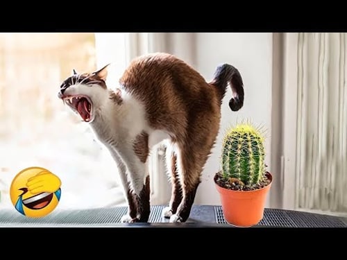 You Canβt Stop Laughing at These Funny Pets