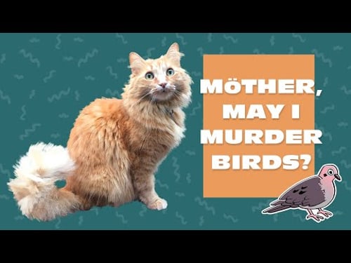 An innocent request | Justin Bieber the Cat