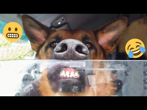 HILARIOUS DOGS Being Weird π€ͺ NEW Funniest Dogs Video 2025 #9