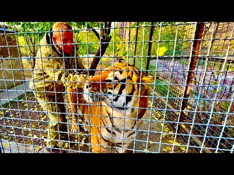 Я аж ДЫШАТЬ ПЕРЕСТАЛА когда Олег Зубков зашел в вольер к самому ОГРОМНОМУ ТИГРУ Грему!!!