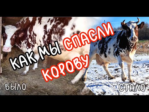 Построили коровник | История Зореньки | ЦыпаХаус | Из города в деревню