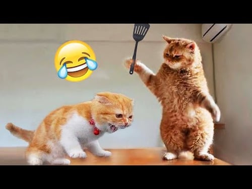 Nuevos clips de perros y gatos más divertidos de 2025 😹🐶Intenta no reírte 😍 Parte 3